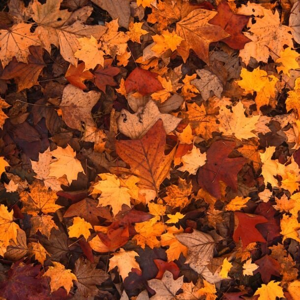autumn-g9d56b7dfe_1280