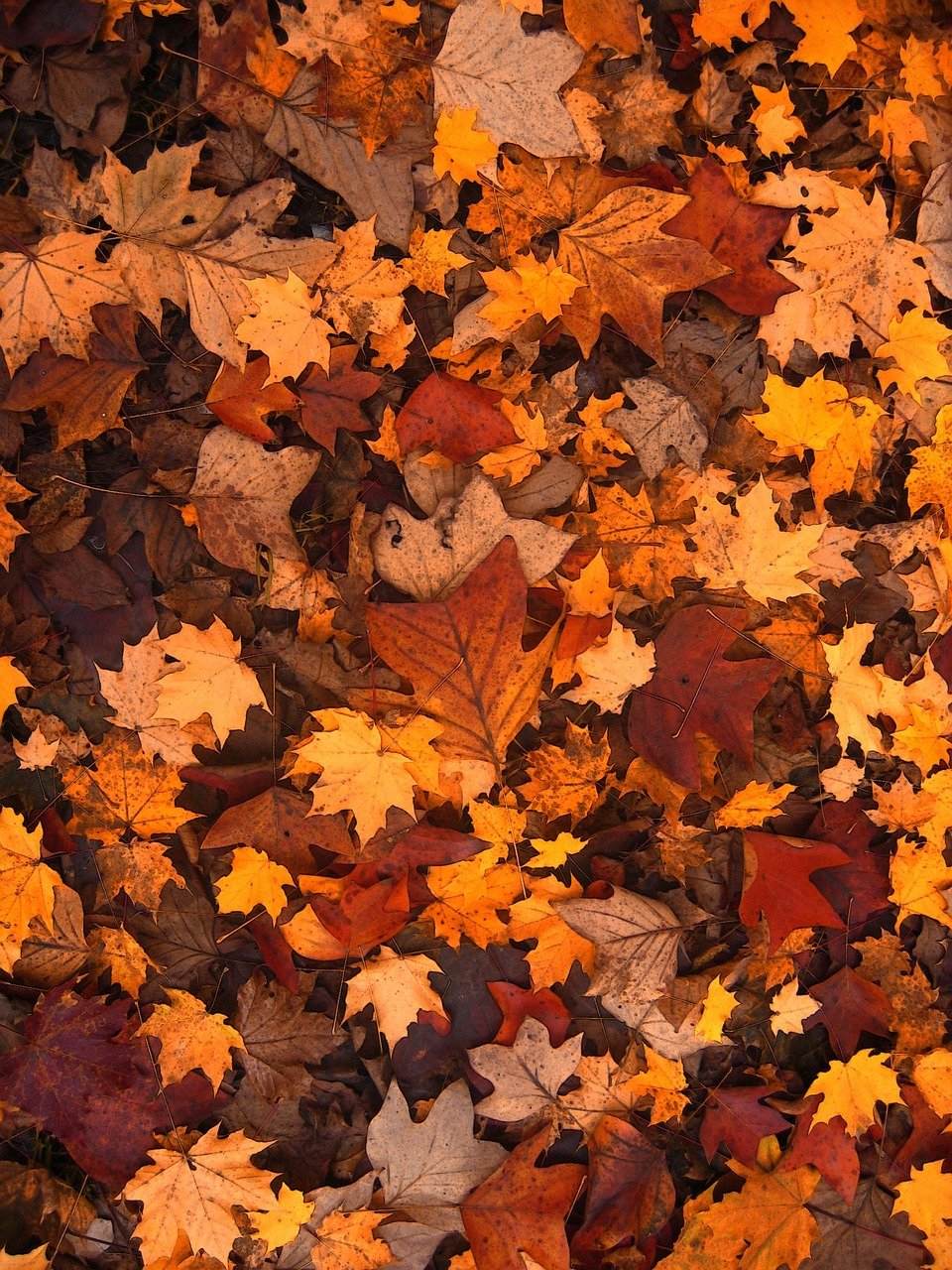 autumn-g9d56b7dfe_1280